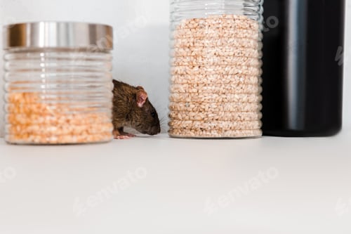 Preview: Rat Near Jars of Food on Kitchen Counter