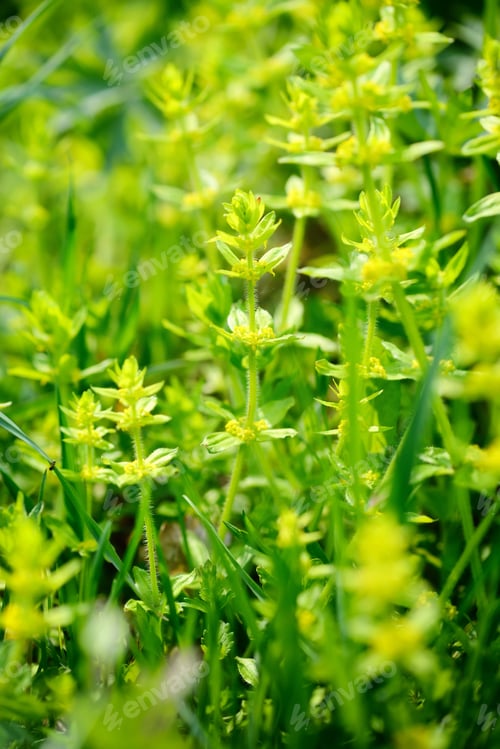 Preview: Flowering Cruciata plants with flowers in the meadow