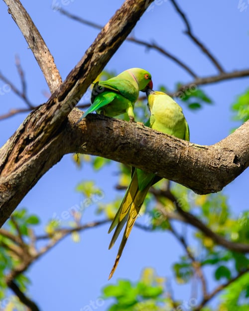 Preview: Pair of cute rose winged parakeet kissing high up on a tree branch.