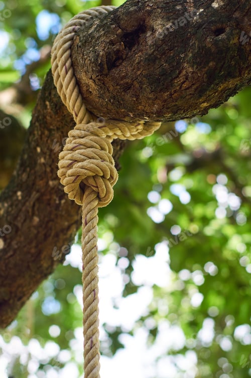 Preview: The rope knot on the big branch