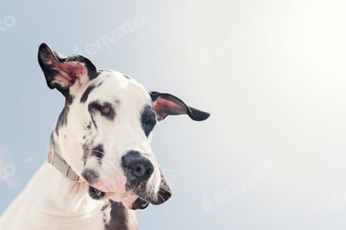 Preview: Harlequin Great Dane dog from below.