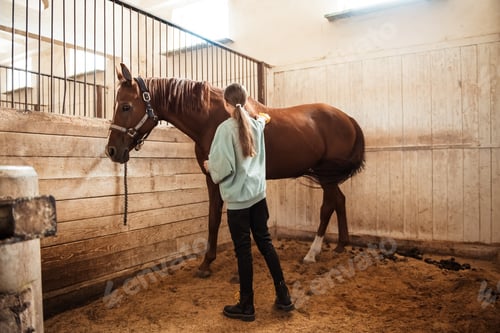 Preview: Teen girl cleaning brown horse with brush in the stable