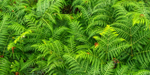 Preview: Leaves Fern