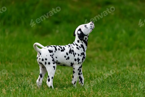 Preview: Dalmatian dog outdoors in summer