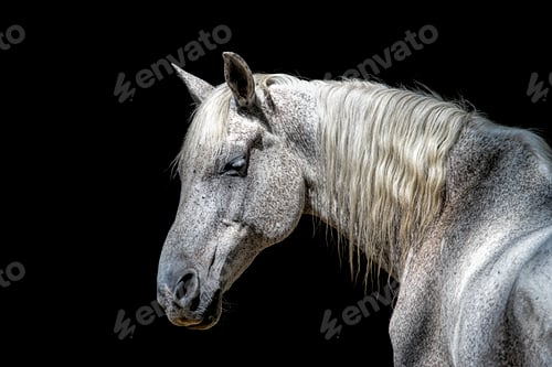 Preview: Side profile of a whote horse.