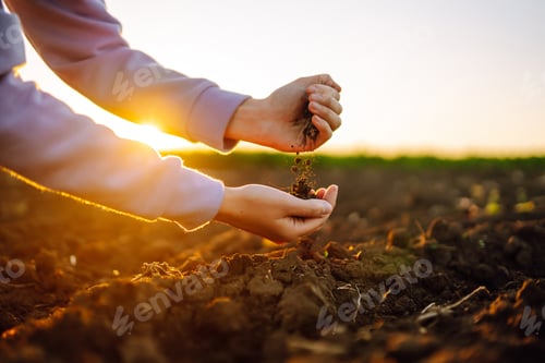 Preview: Female hands touching soil on the field at sunset. Agriculture, organic gardening, planting concept.