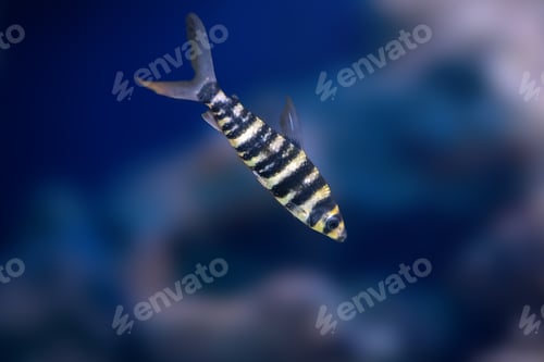 Preview: Banded Leporinus (Leporinus fasciatus) - Freshwater fish