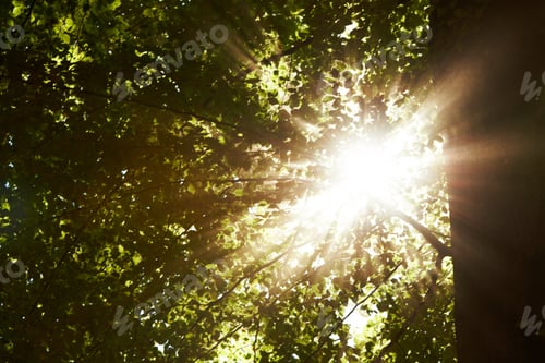 Preview: Heaven peaking through the trees