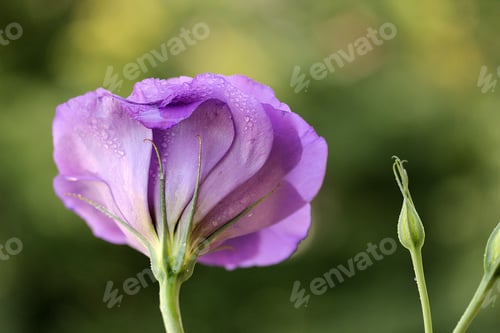 Preview: Purple flower on natural background