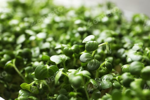 Preview: Sprouted arugula seeds as background, closeup view