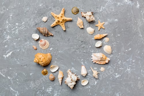 Preview: Summer time concept on colored background. Seashells from ocean shore