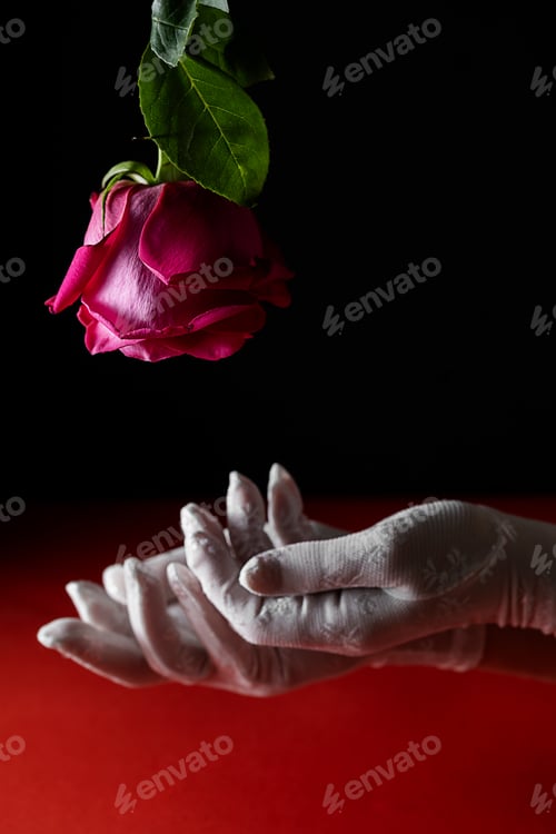 Preview: Beautiful women's hands in white mesh gloves stretch out to the red rose lowered down