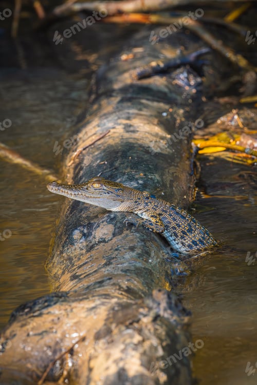 Preview: Australian saltwater crocodile calf resting on top of a log in the river. Wildlife Concept. Vertical