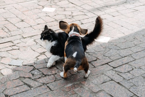 Preview: Beagles and Cats, household pets. Introducing Beagle puppy to cat. Little puppy Beagle breed running