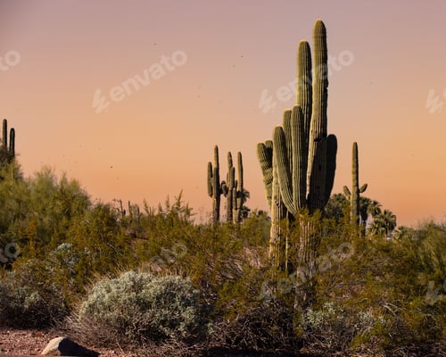 Preview: Breathtaking scene of cacti silhouetted by the warm light of the morning sun in a desert .