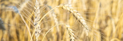 Preview: Ears of wheat growing in the field. The concept of harvesting.