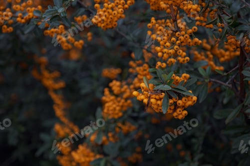Preview: Branch of rowan with bright ripe berries, close-up