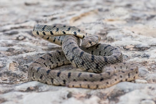 Preview: An Algerian Whip Snake, Hemorrhois algirus, found on the Island of Malta, there known as Serp Ahdar
