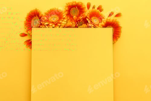 Preview: top view of orange gerbera flowers with petals with blank card on yellow background