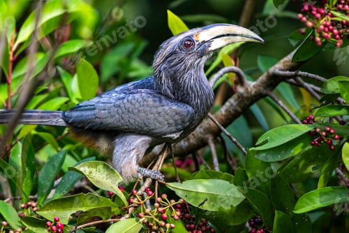 Preview: Malabar grey hornbill perched on a tree branch with green foliage. Thattekad, Kerala, India