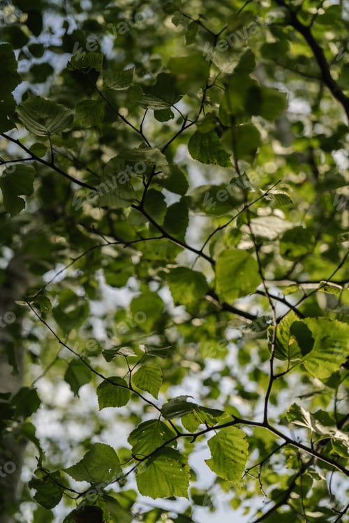Preview: Birch branch as a beautiful natural background.