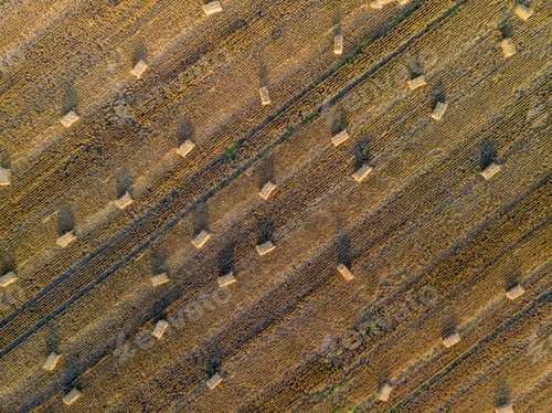 Preview: Green Agricultural fields, heybale on sunny morning