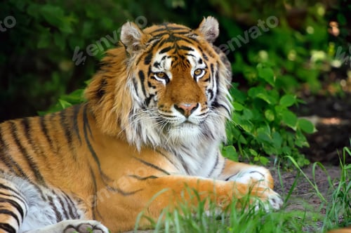 Preview: Tiger
