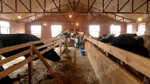 Vista previa: Modern farm cowshed with milking cows eating hay.