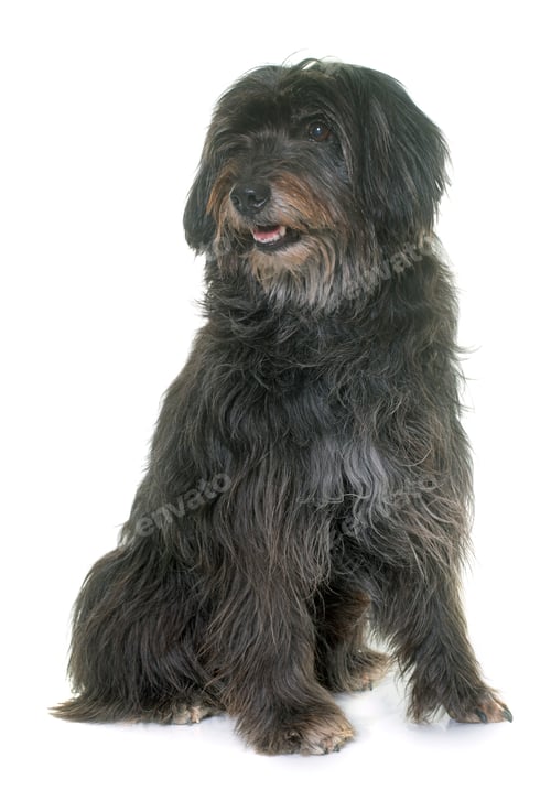 Preview: pyrenean shepherd in studio