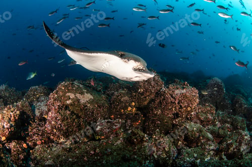 Preview: Black spotted eagle rays swimming in tropical underwaters