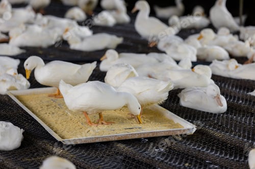 Preview: Adorable little white duck in farm