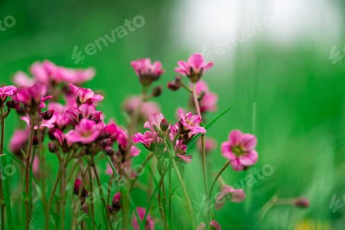 Preview: Saxifrage flowers plant in garden. Beautiful pink saxifrage. Floral background of moss