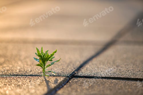 Preview: Close up of young little green plant starting to grow between concrete tiles in spring.