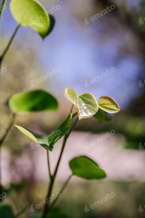 Preview: A branch with young leaves on a blurred natural background.