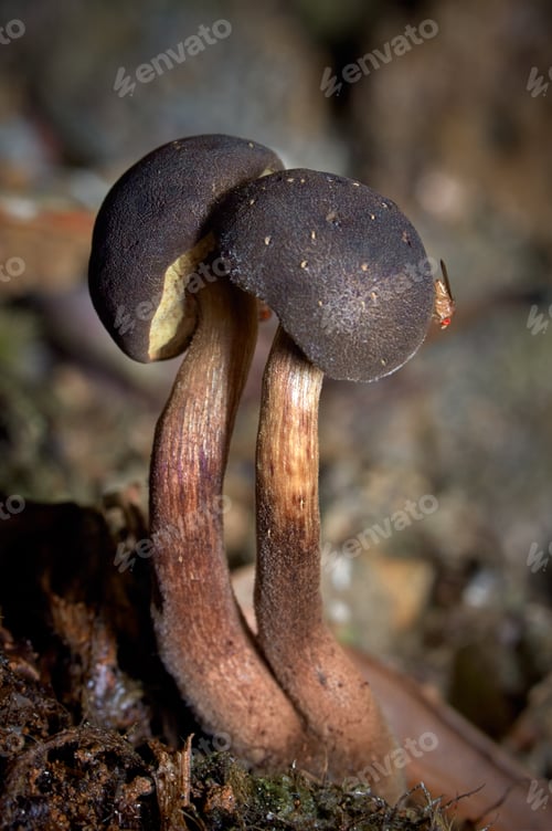 Preview: Miniature love of two little mushrooms