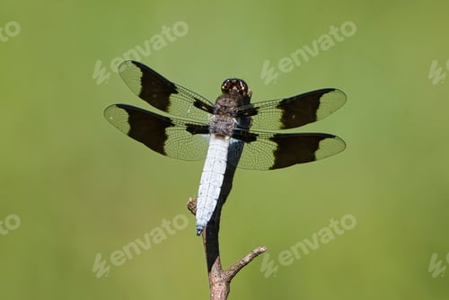 Preview: Male Whitetail Skimmer in Dover, Tennessee