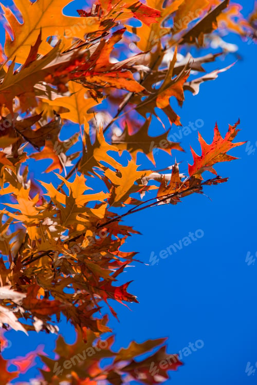 Preview: Autumn leaves in the park. Selective focus.
