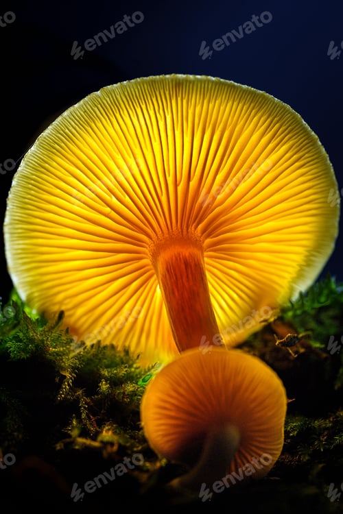 Preview: Vibrant yellow mushroom perched atop a layer of lush green moss, against a natural background