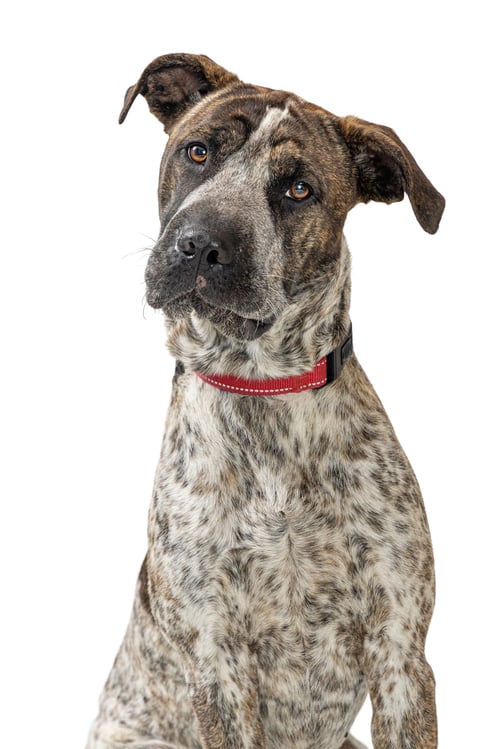 Preview: Big Crossbreed Dog Closeup Looking at Camera