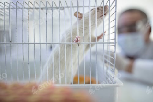 Preview: White rat in cage, laboratory worker in background