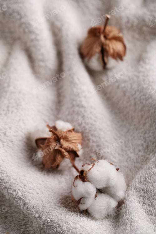 Preview: Cotton flower