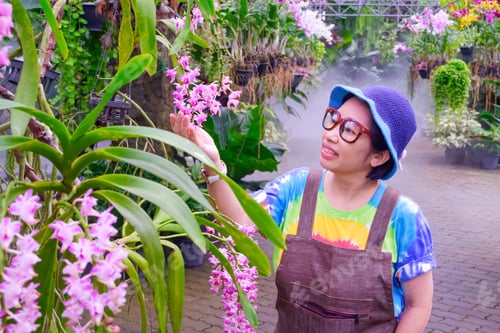 Preview: Asian woman is checking quality of Pink Rhynchostylis Gigantea hybrid orchids in her home garden