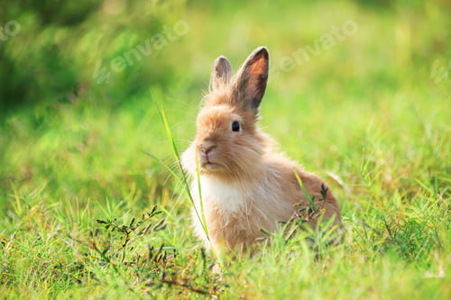 Preview: Charming Little Rabbit Enjoying and playing on Green Grass.