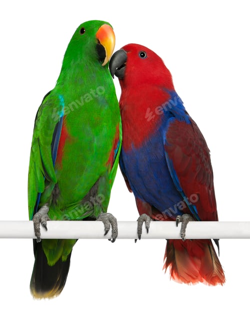 Preview: Male and Female Eclectus Parrots, Eclectus roratus, perching in front of white background