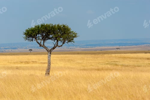 Preview: Landscape with nobody tree in Africa