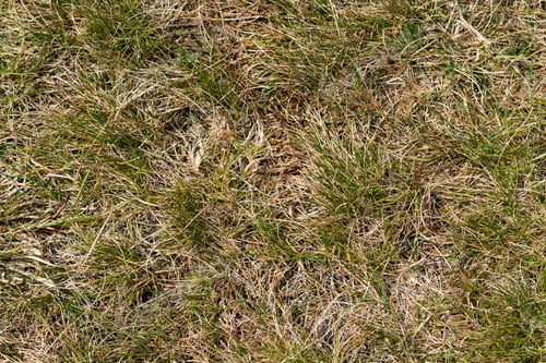 Preview: Close up top view abstract picture of weathered dry yellow wild grass field with some green blades