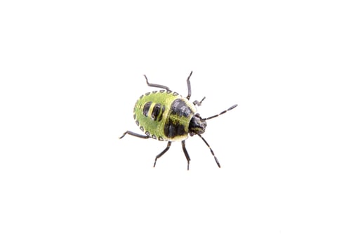 Preview: Black green beetle on the white background