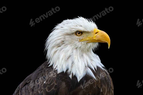Preview: Bald Eagle on a Black Background