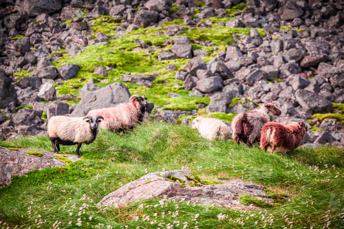 Preview: Flock of sheep in the mountains, Iceland