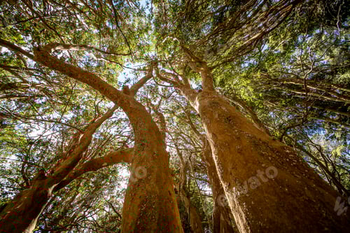 Preview: Chilean Myrtle tree at Arrayanes National Park - Villa La Angostura, Patagonia, Argentina